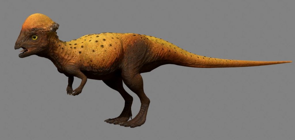 7 điều về khủng long sọ dày stegoceras mà bạn có thể chưa từng nghe qua - 10