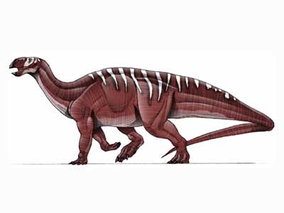 Bí ẩn về khủng long gân Tenontosaurus chưa được giải đáp - 1