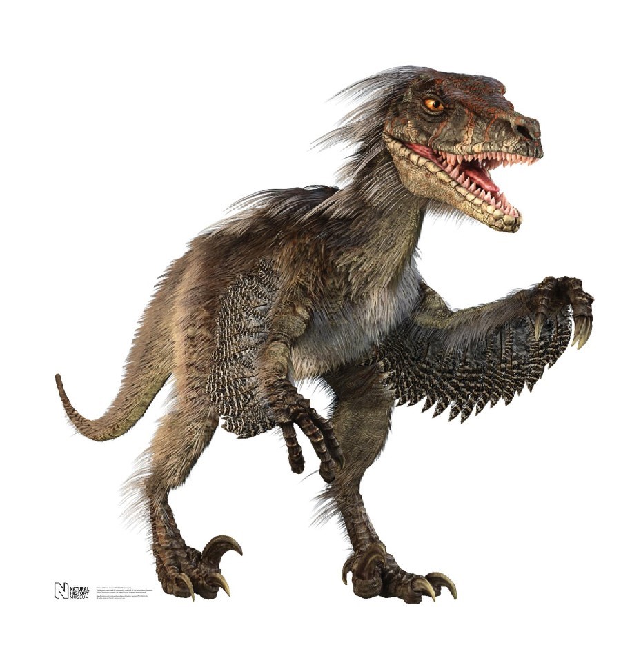 Khám Phá Bí Mật Chưa Biết Về Khủng Long Móng Vuốt Velociraptor - Thế Giới  Động Vật
