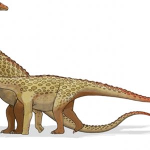Tìm hiểu tất tần tật về khủng long chân thằn lằn Saltasaurus - 1