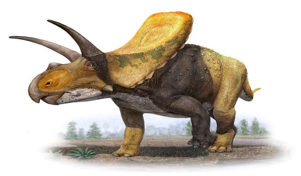 Những sự thật thú vị về khủng long sọ dài Torosaurus mà bạn chưa biết - 1
