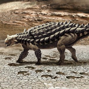 Tìm hiểu về loài khủng long xinh đẹp Saichania - 1