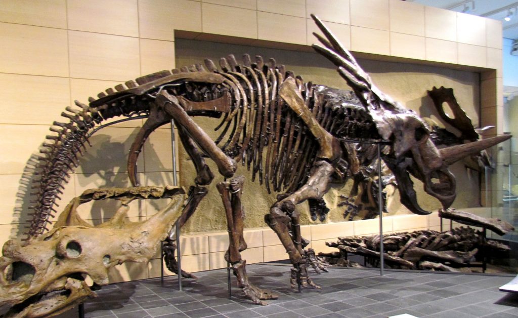 Những bí mật chưa được bật mí về loài khủng long gai Styracosaurus - 2