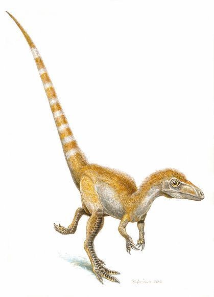 Cùng tìm hiểu về chú Khủng long lông vũ Sinosauropteryx điệu đà - 10
