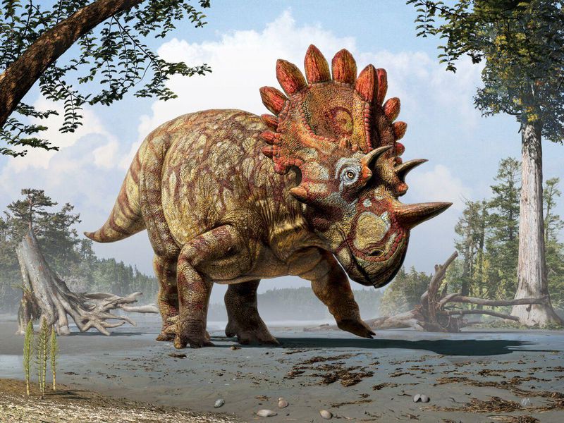 Khám phá động vật tiền sử: Khủng long ba sừng Triceratops - 11