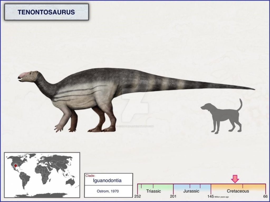 Bí ẩn về khủng long gân Tenontosaurus chưa được giải đáp - 2