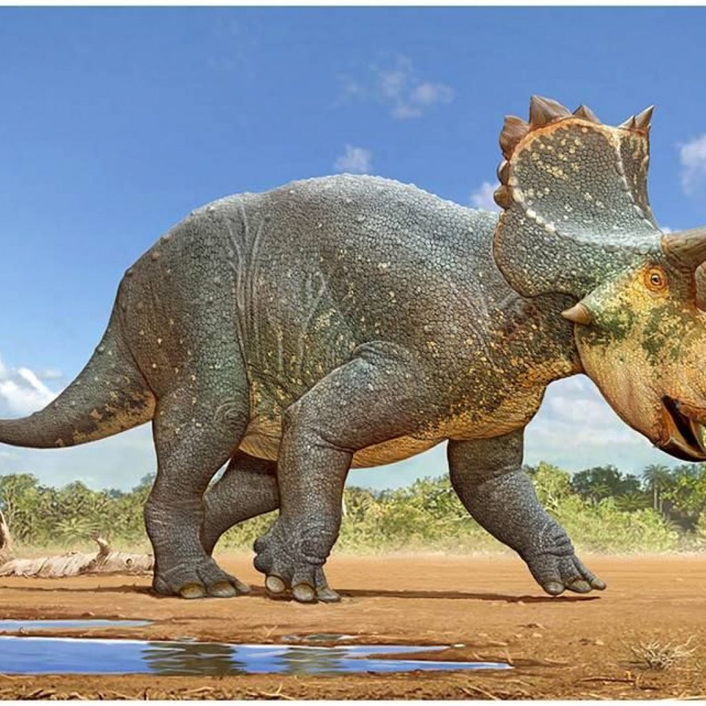 Khám phá động vật tiền sử: Khủng long ba sừng Triceratops - 2