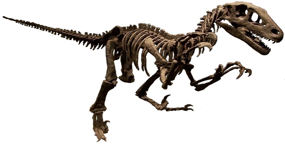 Khám phá mọi điều về đế chế khủng long săn mồi Utah Utahraptor - 2