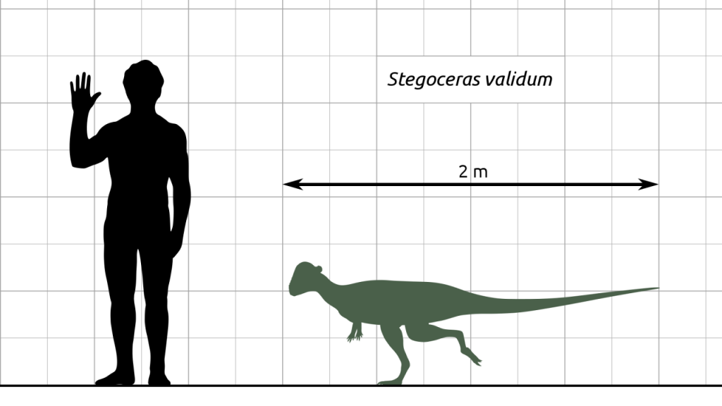7 điều về khủng long sọ dày stegoceras mà bạn có thể chưa từng nghe qua - 3