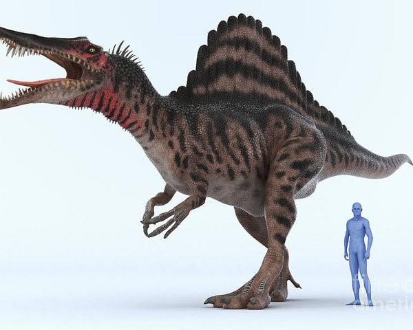 Khủng long gai ăn thịt lớn nhất thế giới Spinosaurus - những bí ẩn mà bạn chưa khám phá - 3