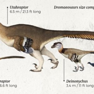 Khám phá mọi điều về đế chế khủng long săn mồi Utah Utahraptor - 3