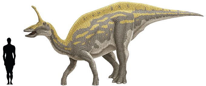 Khám phá thông tin thú vị về khủng long mỏ vịt Thanh Đảo Tsintaosaurus - 3