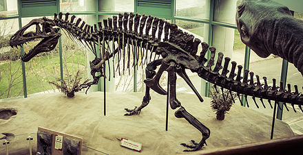 5 sự thật thú vị về loài Khủng long gai sống cao Acrocanthosaurus - 4