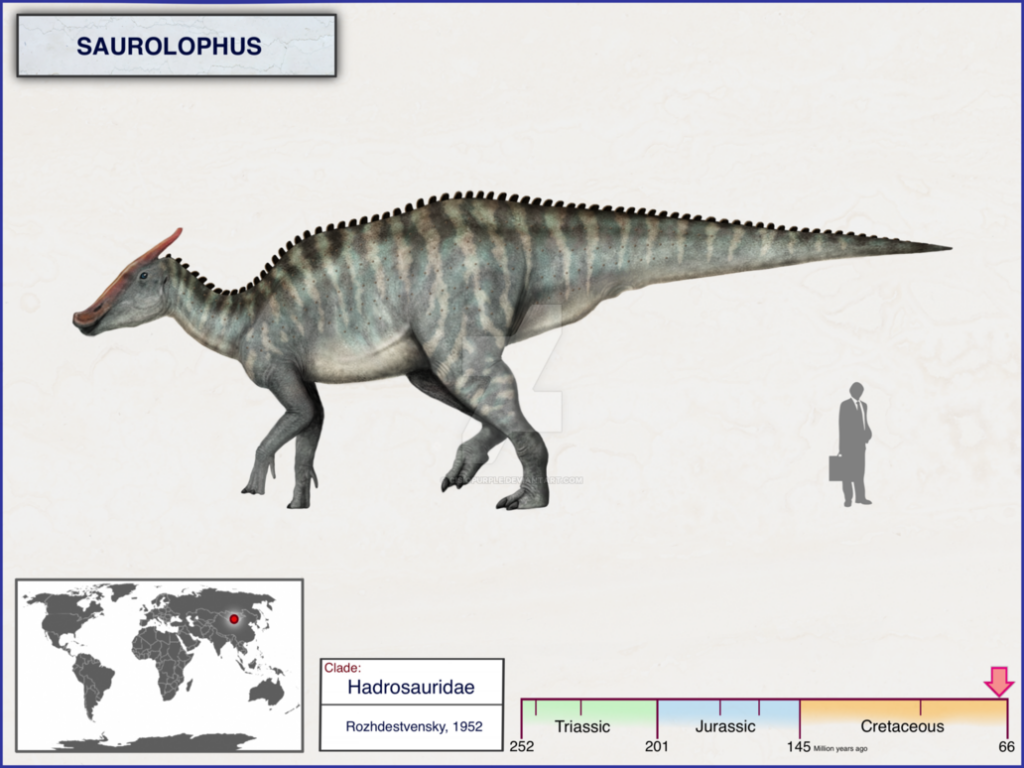 Sự thật thú vị về khủng long mào mỏ vịt Saurolophus - 3