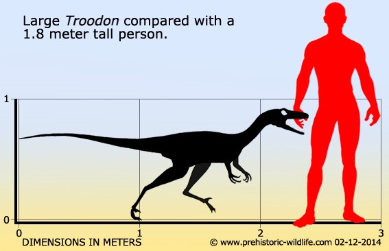 Bí ẩn về khủng long chân thú Troodon chưa được khám phá - 3
