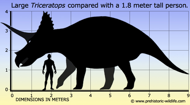 Khám phá động vật tiền sử: Khủng long ba sừng Triceratops - 3