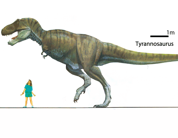 Những phát hiện bất ngờ về loài khủng long bạo chúa T-rex - 4