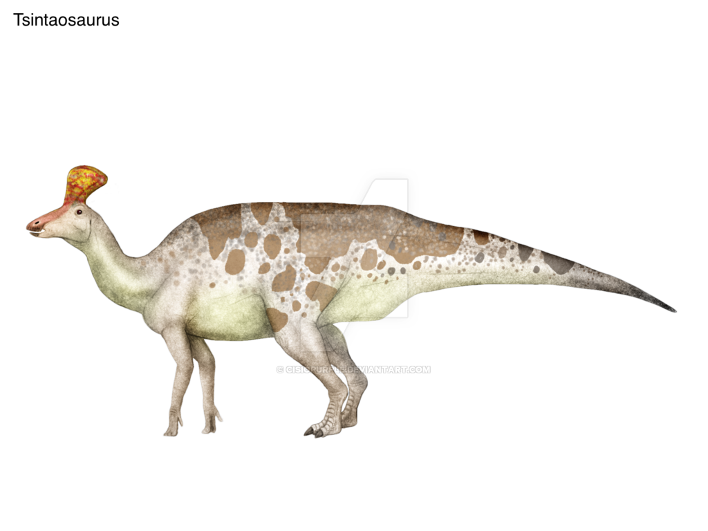 Khám phá thông tin thú vị về khủng long mỏ vịt Thanh Đảo Tsintaosaurus - 4