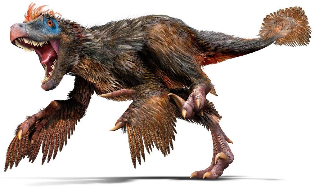 Khám phá bí mật chưa biết về khủng long móng vuốt Velociraptor - 4