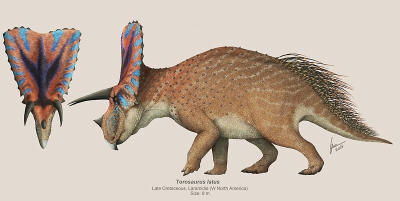 Những sự thật thú vị về khủng long sọ dài Torosaurus mà bạn chưa biết - 4