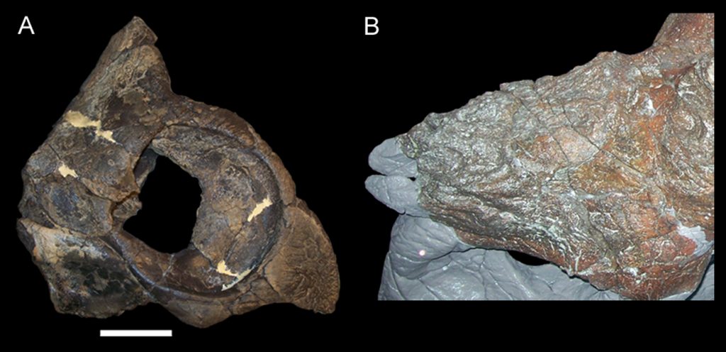 Khám phá về loài khủng long đặc biệt: Khủng long mỏ vẹt Achelousaurus - 6