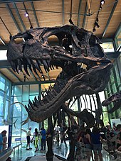 5 sự thật thú vị về loài Khủng long gai sống cao Acrocanthosaurus - 5