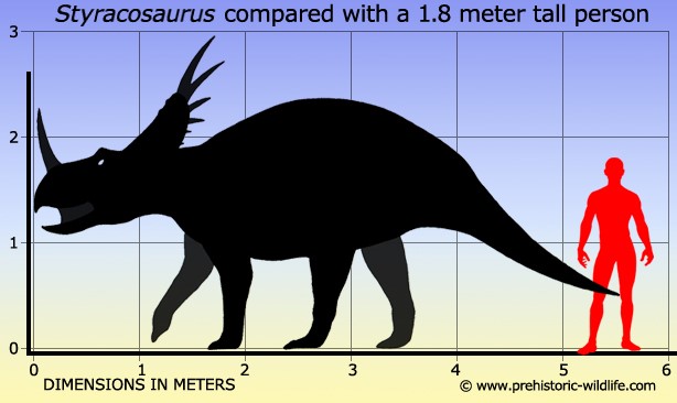 Những bí mật chưa được bật mí về loài khủng long gai Styracosaurus - 4