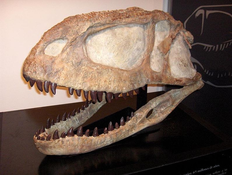 Khủng long Abelisaurus - Phiên bản thu nhỏ của Khủng long bạo chúa T-Rex - 5