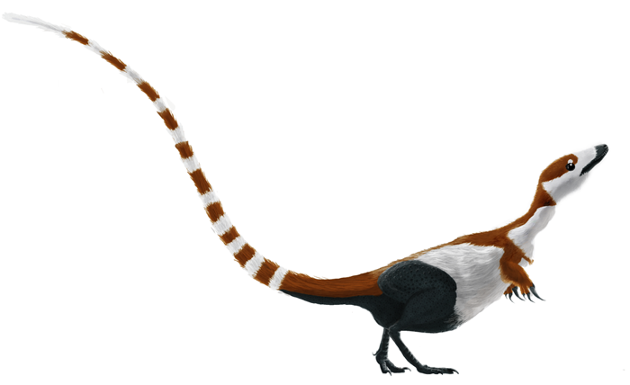 Cùng tìm hiểu về chú Khủng long lông vũ Sinosauropteryx điệu đà - 5