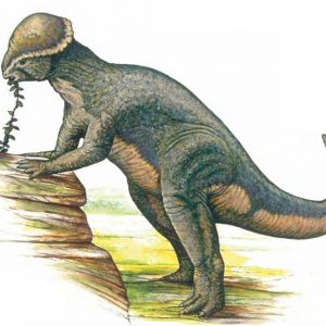 7 điều về khủng long sọ dày stegoceras mà bạn có thể chưa từng nghe qua - 5