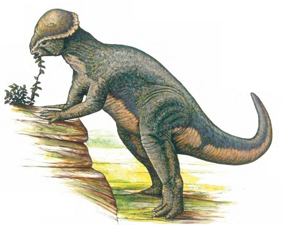 7 điều về khủng long sọ dày stegoceras mà bạn có thể chưa từng nghe qua - 5