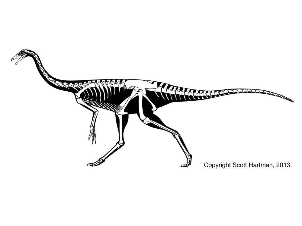 Khám phá những bí ẩn về khủng long tự đà Struthiomimus - 5