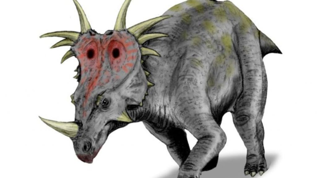 Những bí mật chưa được bật mí về loài khủng long gai Styracosaurus - 5