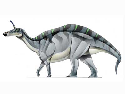 Khám phá thông tin thú vị về khủng long mỏ vịt Thanh Đảo Tsintaosaurus - 5