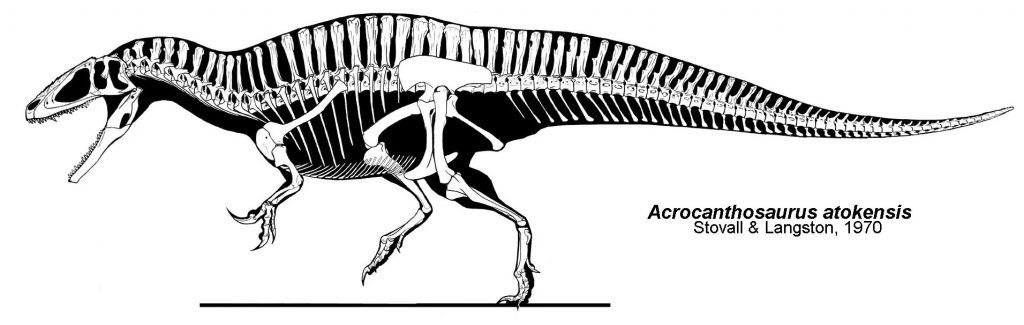 5 sự thật thú vị về loài Khủng long gai sống cao Acrocanthosaurus - 8