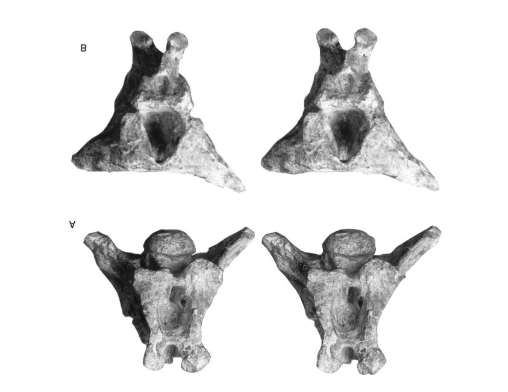 Cùng tìm hiểu về Khủng long Piatnitzkysaurus - 6