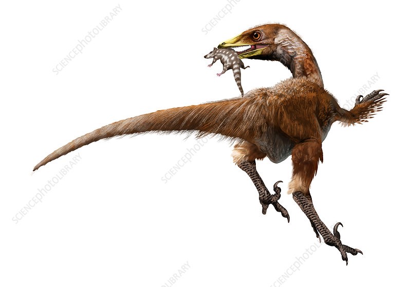 Bí ẩn về khủng long chân thú Troodon chưa được khám phá - 6