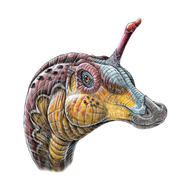 Khám phá thông tin thú vị về khủng long mỏ vịt Thanh Đảo Tsintaosaurus - 6