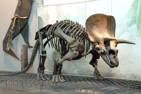Khám phá động vật tiền sử: Khủng long ba sừng Triceratops - 6