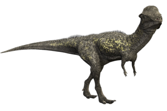 7 điều về khủng long sọ dày stegoceras mà bạn có thể chưa từng nghe qua - 6