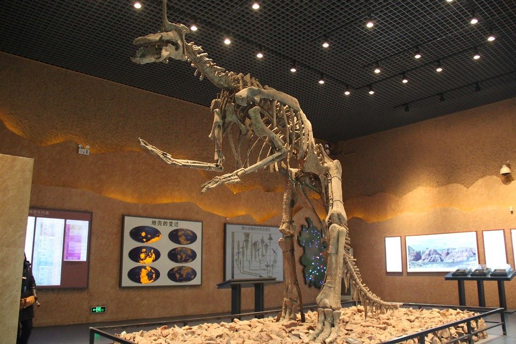 Khám phá thông tin thú vị về khủng long mỏ vịt Thanh Đảo Tsintaosaurus - 7