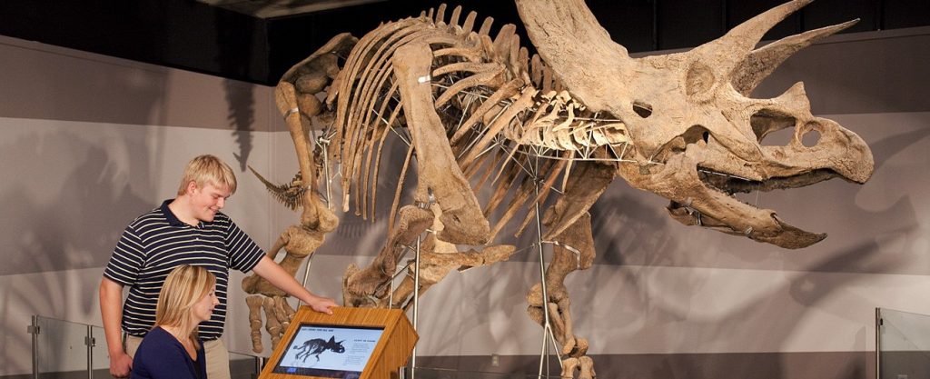 Khám phá động vật tiền sử: Khủng long ba sừng Triceratops - 7