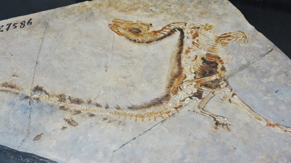 Cùng tìm hiểu về chú Khủng long lông vũ Sinosauropteryx điệu đà - 7