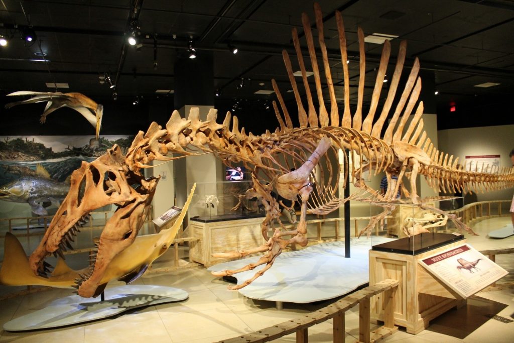 Khủng long gai ăn thịt lớn nhất thế giới Spinosaurus - những bí ẩn mà bạn chưa khám phá - 7