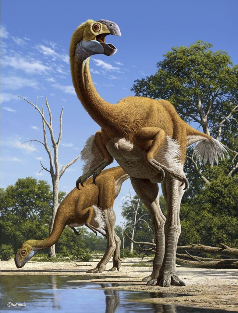 Khám phá những bí ẩn về khủng long tự đà Struthiomimus - 7