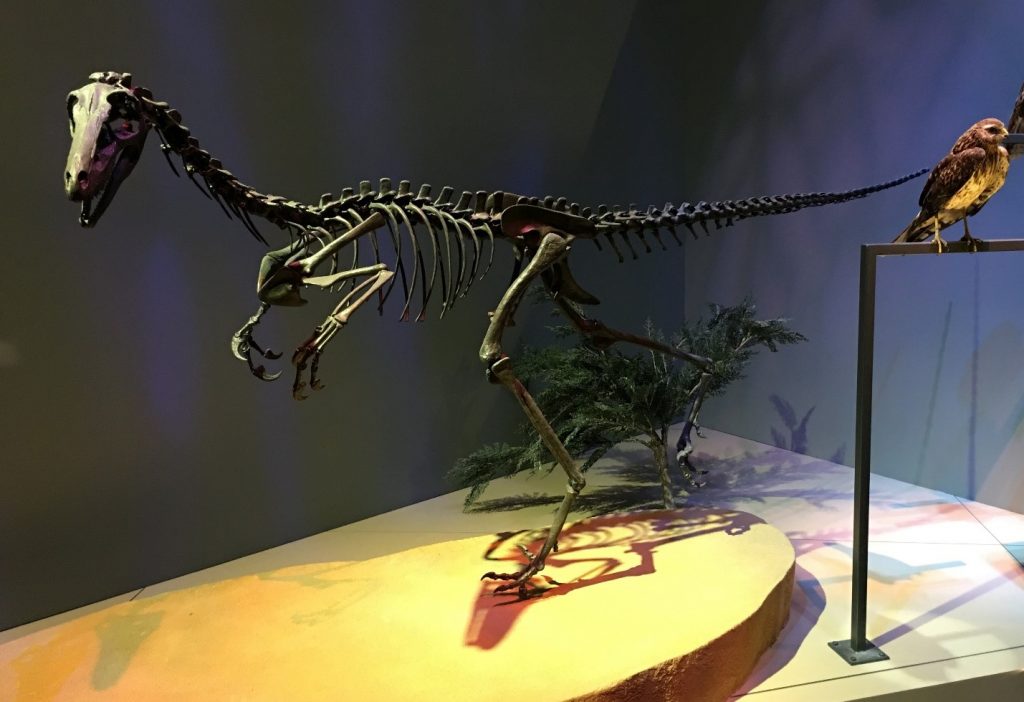 Bí ẩn về khủng long chân thú Troodon chưa được khám phá - 7