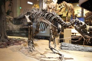 Bí ẩn về khủng long gân Tenontosaurus chưa được giải đáp - 8