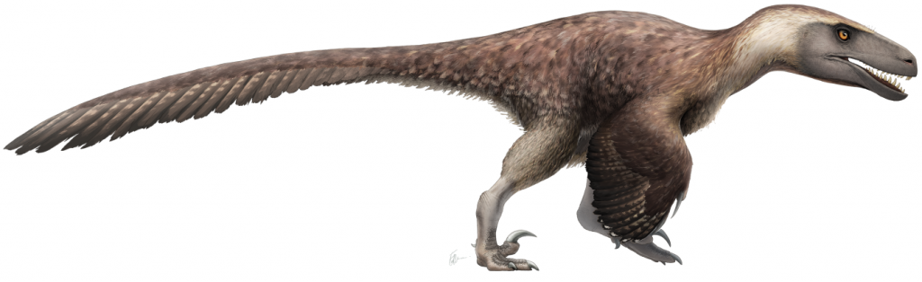 Khám phá mọi điều về đế chế khủng long săn mồi Utah Utahraptor - 8