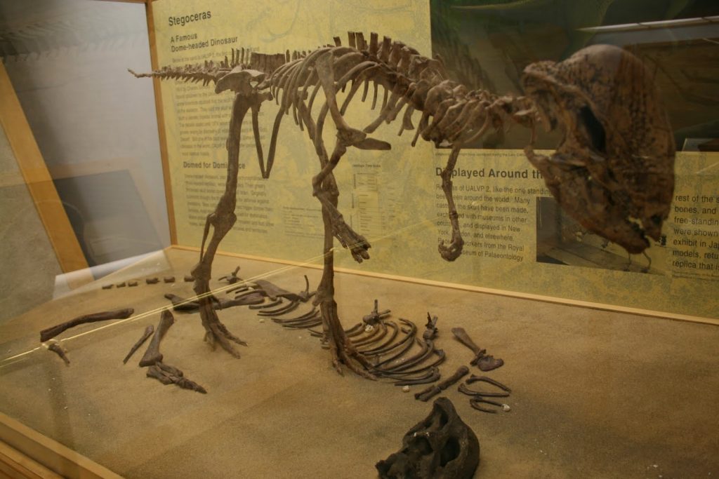 7 điều về khủng long sọ dày stegoceras mà bạn có thể chưa từng nghe qua - 8