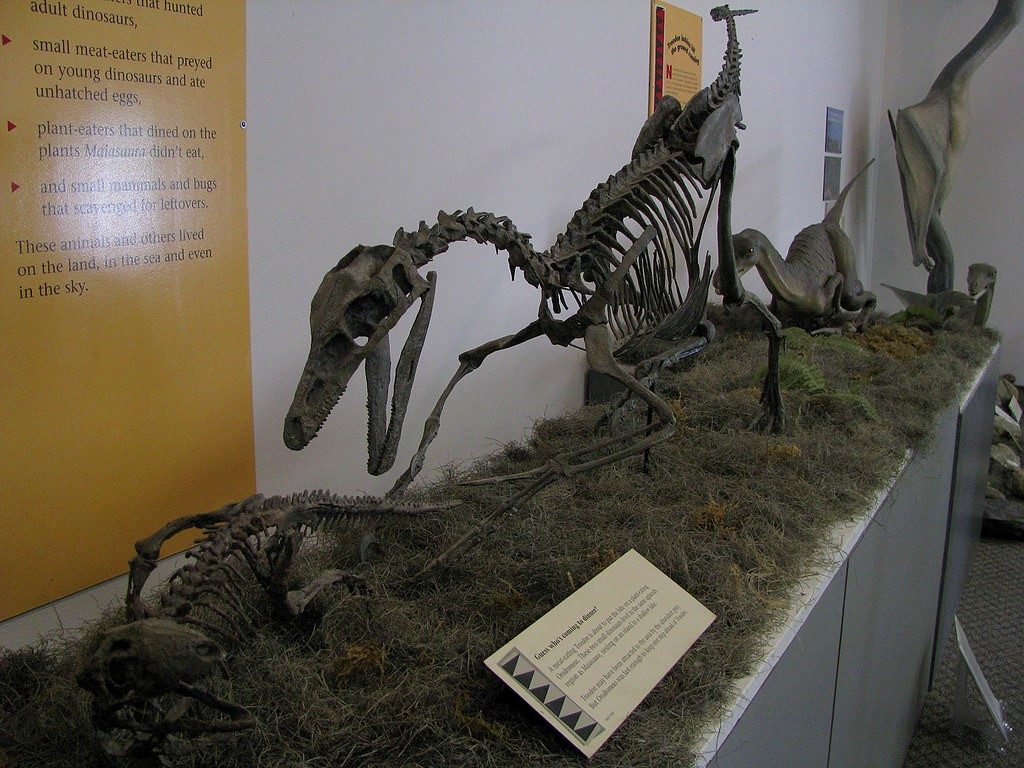 Bí ẩn về khủng long chân thú Troodon chưa được khám phá - 8